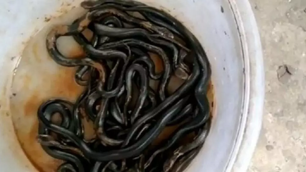 Penampakan ular di rumah tak terduga © 2019 berbagai sumber Penampakan ular di rumah tak terduga © 2019 berbagai sumber