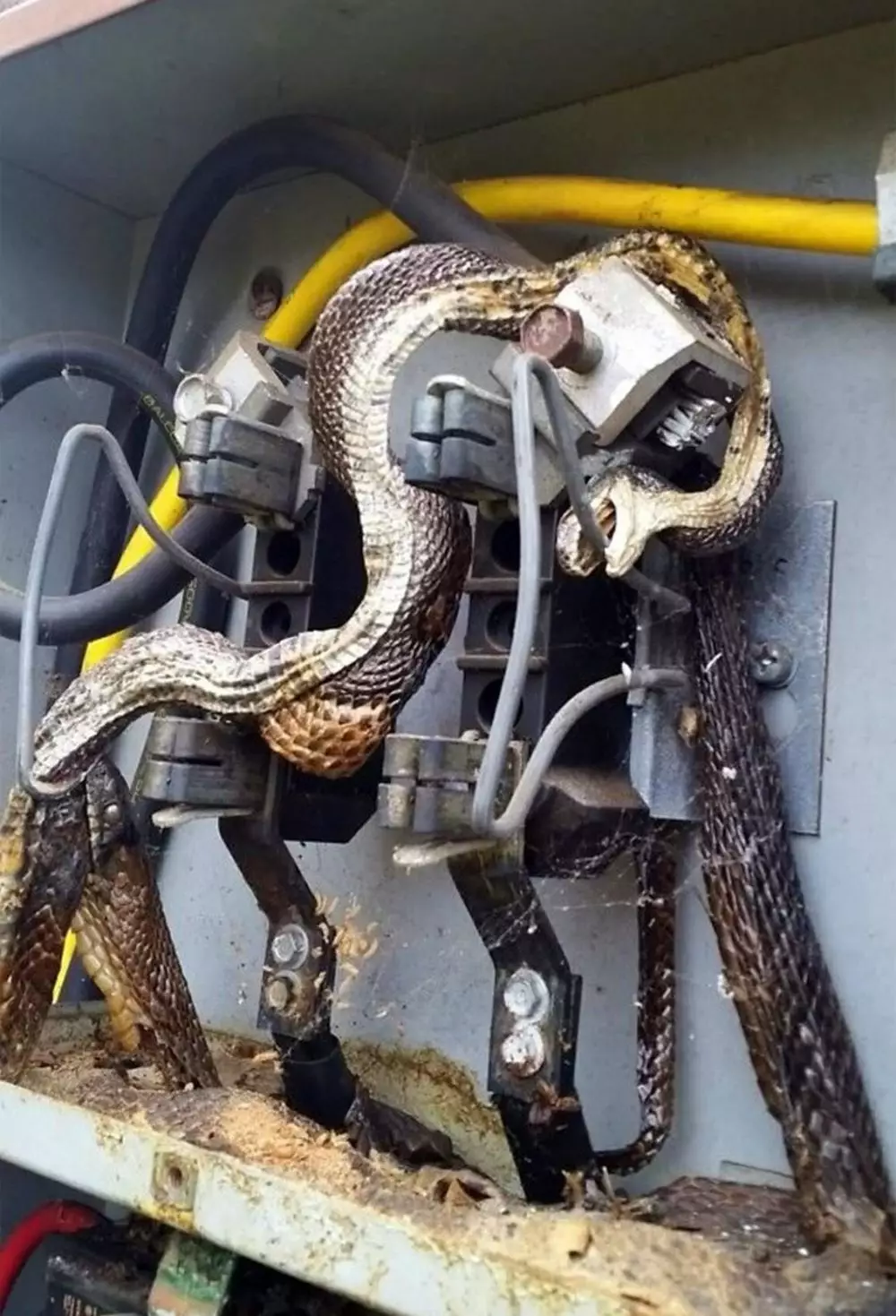 Penampakan ular di rumah tak terduga © 2019 berbagai sumber Penampakan ular di rumah tak terduga © 2019 berbagai sumber