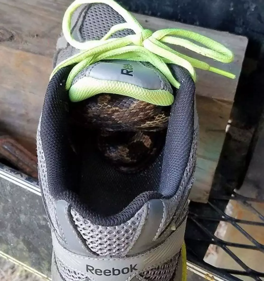 Penampakan ular di rumah tak terduga © 2019 berbagai sumber Penampakan ular di rumah tak terduga © 2019 berbagai sumber