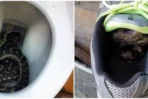 7 Penampakan ular muncul di bagian rumah tak terduga