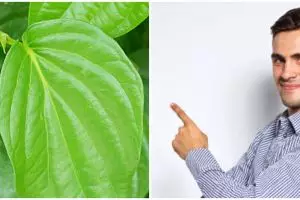 37 Manfaat daun sirih buat kesehatan dan kecantikan, serta penggunaannya