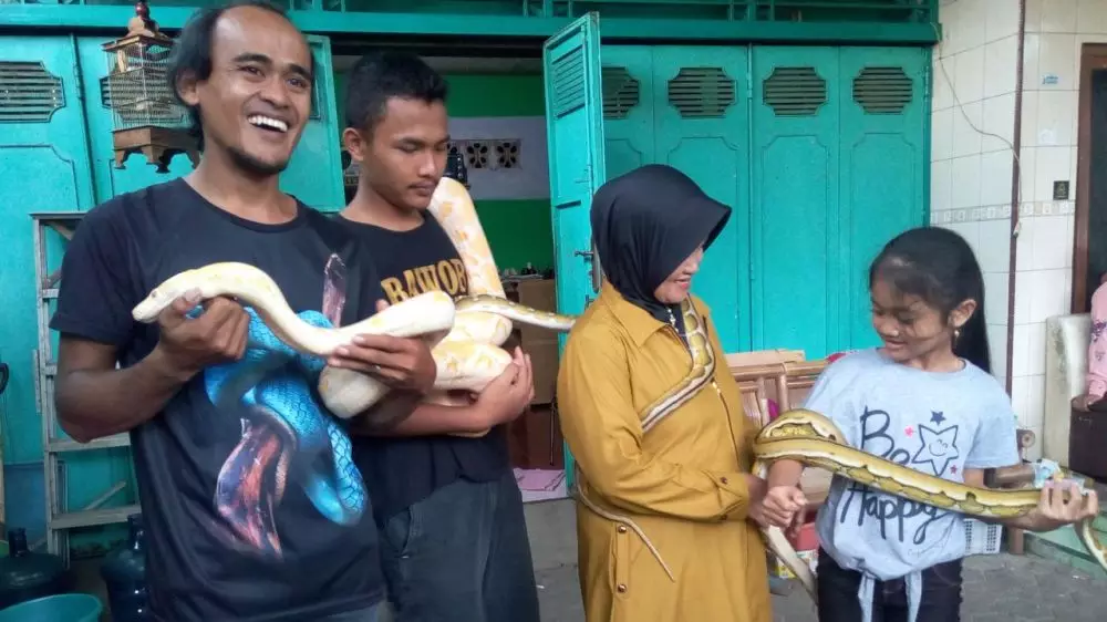 Iin Ayu, wanita penakluk ular King Kobra asal Purwokerto © 2019 liputan6.com