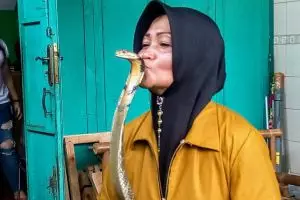 Iin Ayu, wanita penakluk ular King Kobra asal Purwokerto
