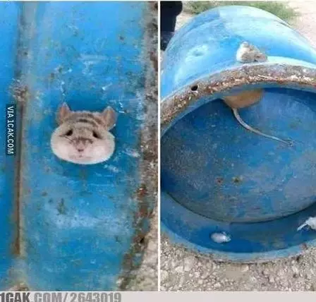 foto lucu benda nyangkut garuk © berbagai sumber foto lucu benda nyangkut garuk © berbagai sumber