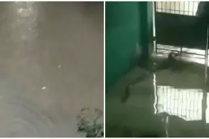 Viral 2 video penampakan ular berenang di banjir Jakarta