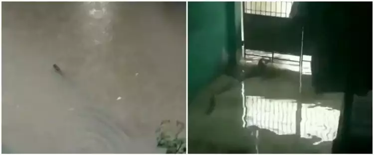 Viral 2 video penampakan ular berenang di banjir Jakarta