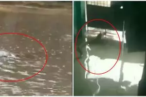 8 Momen hewan liar muncul dalam banjir Jakarta ini bikin syok