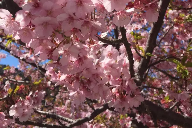 6 Manfaat bunga sakura untuk kecantikan kulit