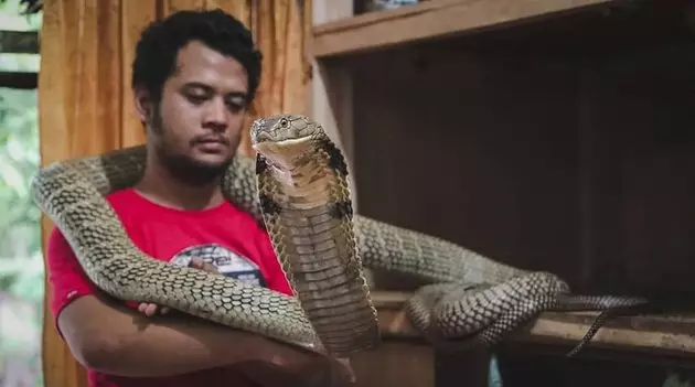 8 Momen Panji Petualang bersama King Cobra 'Garaga', bak saudara © 2020 instagram.com 8 Momen Panji Petualang bersama King Cobra 'Garaga', bak saudara © 2020 instagram.com