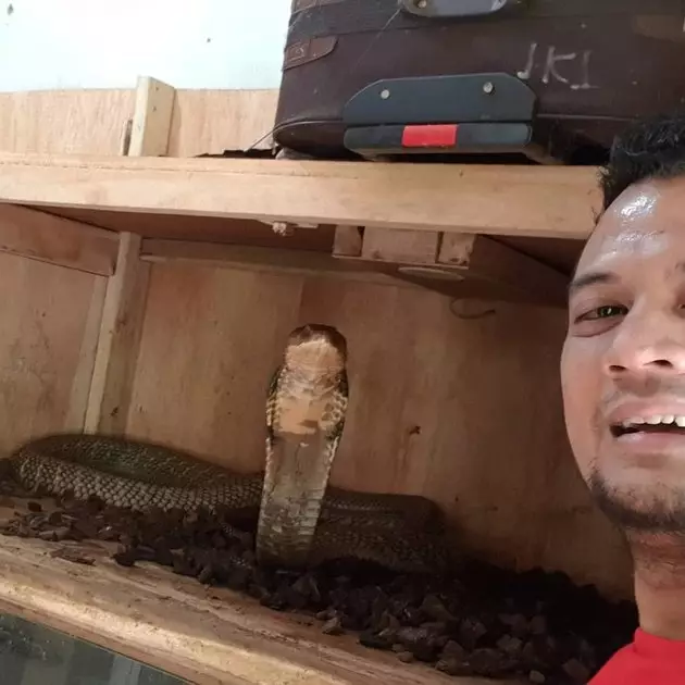 8 Momen Panji Petualang bersama King Cobra 'Garaga', bak saudara © 2020 instagram.com 8 Momen Panji Petualang bersama King Cobra 'Garaga', bak saudara © 2020 instagram.com