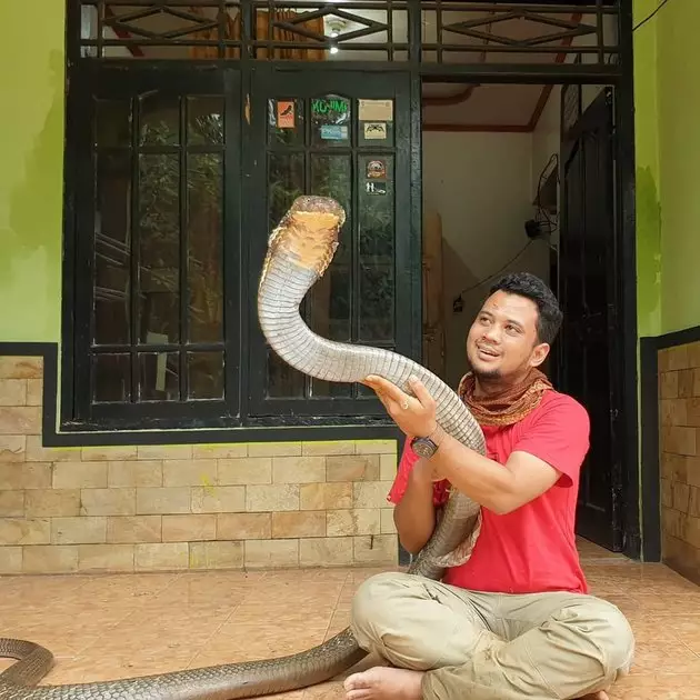 8 Momen Panji Petualang bersama King Cobra 'Garaga', bak saudara © 2020 instagram.com 8 Momen Panji Petualang bersama King Cobra 'Garaga', bak saudara © 2020 instagram.com