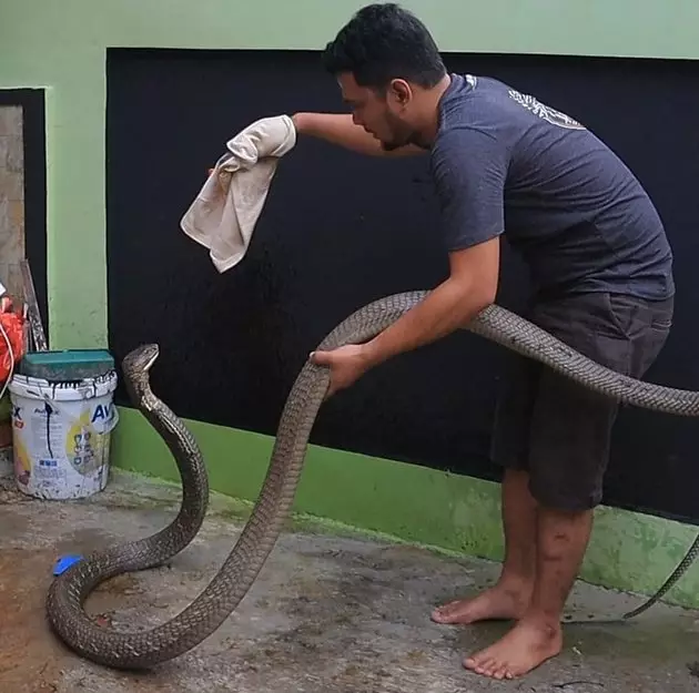 8 Momen Panji Petualang bersama King Cobra 'Garaga', bak saudara © 2020 instagram.com 8 Momen Panji Petualang bersama King Cobra 'Garaga', bak saudara © 2020 instagram.com