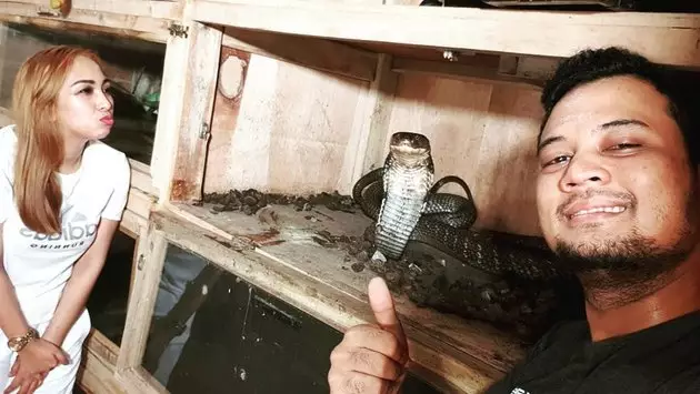 8 Momen Panji Petualang bersama King Cobra 'Garaga', bak saudara © 2020 instagram.com 8 Momen Panji Petualang bersama King Cobra 'Garaga', bak saudara © 2020 instagram.com