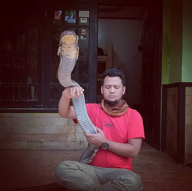 8 Momen Panji Petualang bersama King Cobra 'Garaga', bak saudara © 2020 instagram.com 8 Momen Panji Petualang bersama King Cobra 'Garaga', bak saudara © 2020 instagram.com