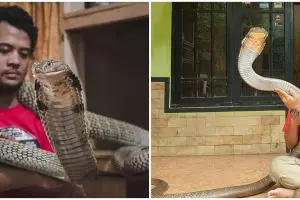 8 Aksi ekstrem Panji Petualang bersama king cobra 'Garaga', ngeri