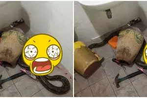 Viral wanita dililit ular piton saat buang air besar
