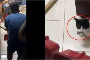 Detik-detik pemuda 'diselamatkan' kucing saat tangkap tikus, kocak
