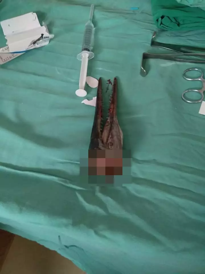 leher tertembus ikan sori © Facebook/iwan.koi.904