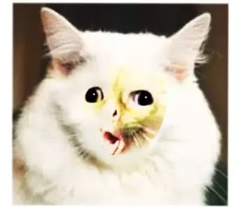 editan lucu wajah kucing berbagai sumber editan lucu wajah kucing berbagai sumber