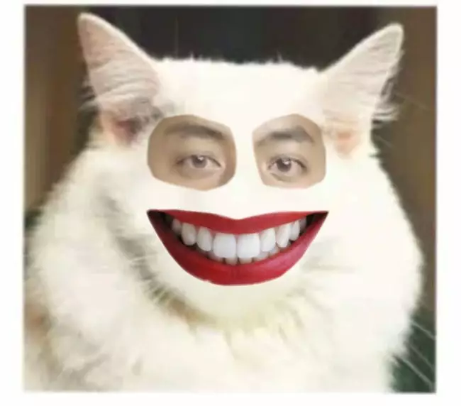 editan lucu wajah kucing berbagai sumber editan lucu wajah kucing berbagai sumber