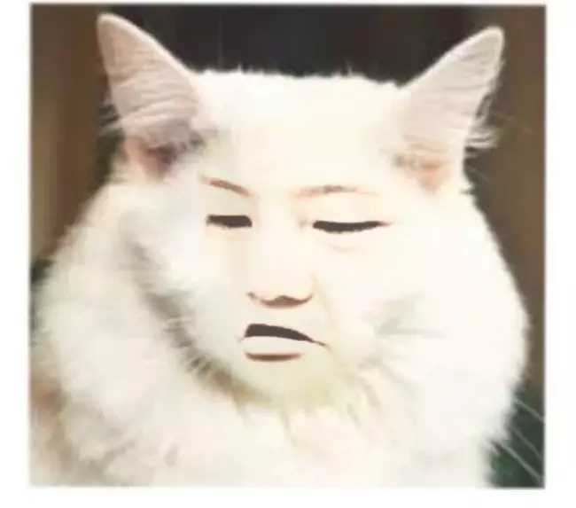 editan lucu wajah kucing berbagai sumber editan lucu wajah kucing berbagai sumber