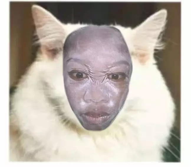 editan lucu wajah kucing berbagai sumber editan lucu wajah kucing berbagai sumber