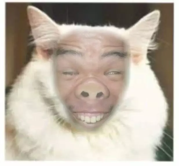editan lucu wajah kucing berbagai sumber editan lucu wajah kucing berbagai sumber