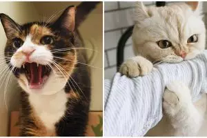 Wanita ini terjebak di dapur 2 hari, penyebabnya bikin syok