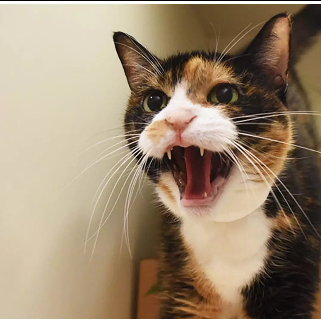 Wanita ini terjebak di dapur 2 hari, penyebabnya bikin syok