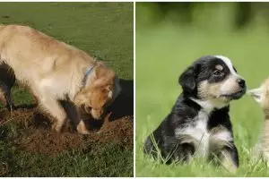 Detik-detik anjing gali tanah untuk kuburkan anak kucing, haru