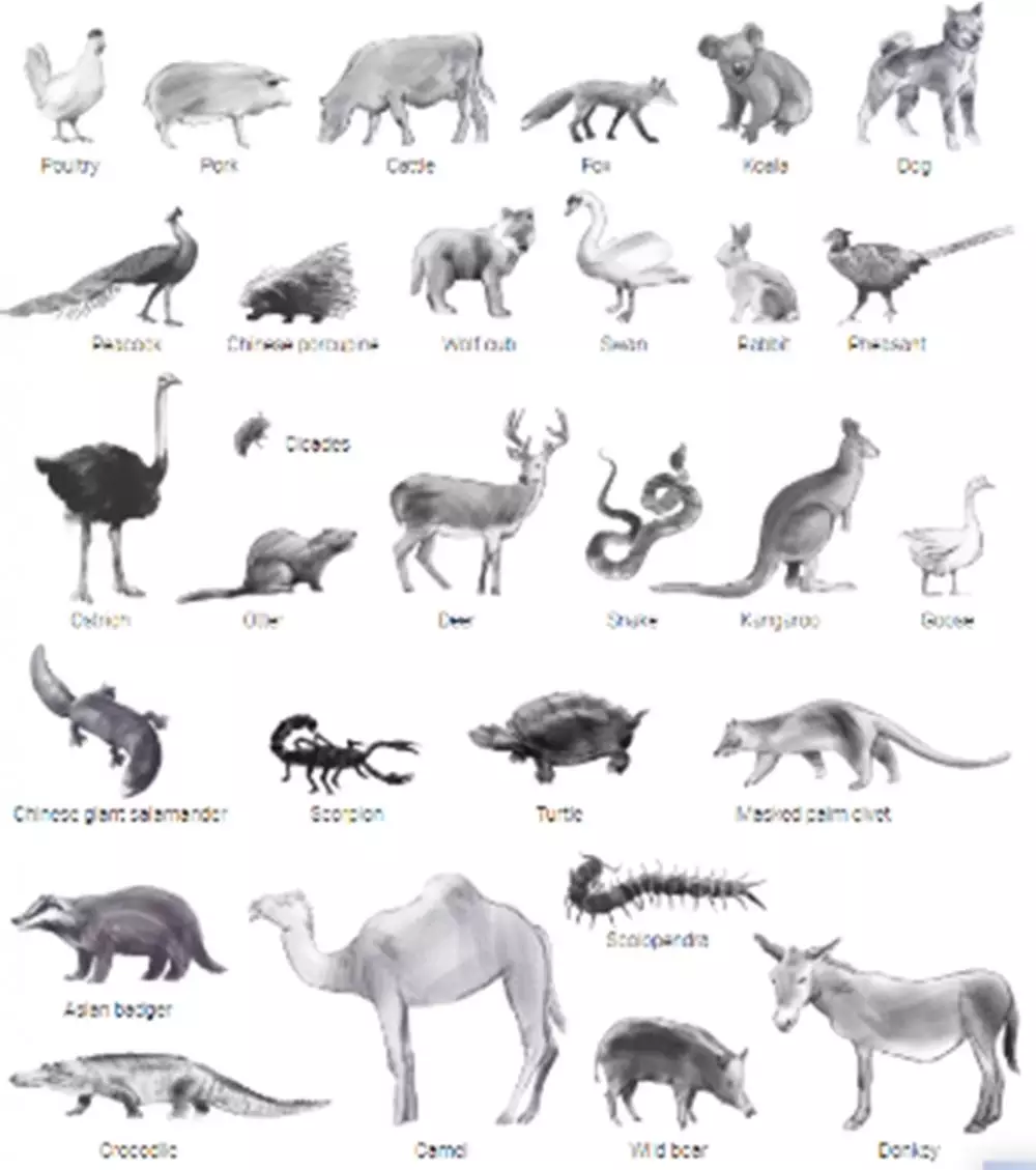 awal mula tersebarnya virus corona © 2020 berbagai sumber