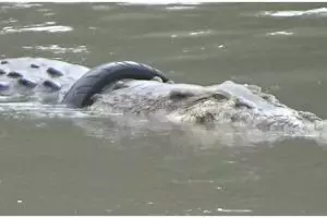 Digelar sayembara penyelamatan buaya berkalung ban motor, berminat?