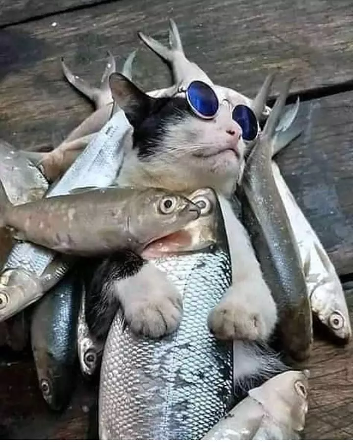 kelakuan pamer terselubung berbagai sumber