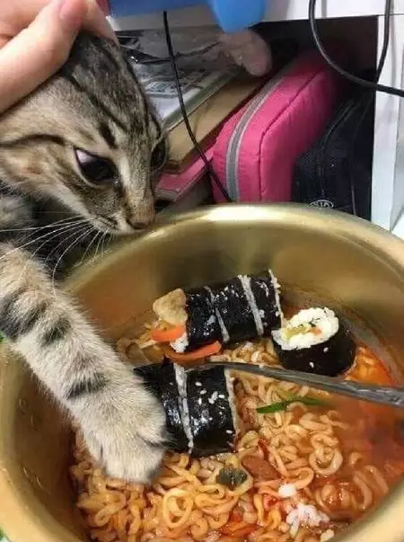 kucing curi makanan 1cak kucing curi makanan 1cak