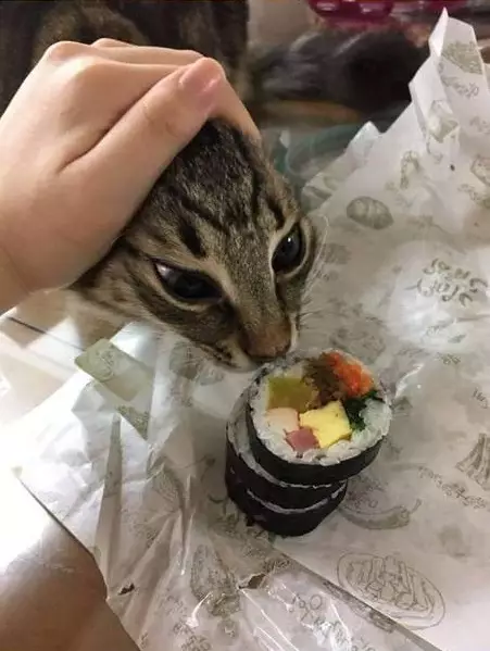 kucing curi makanan 1cak kucing curi makanan 1cak