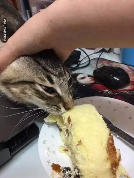 kucing curi makanan 1cak kucing curi makanan 1cak
