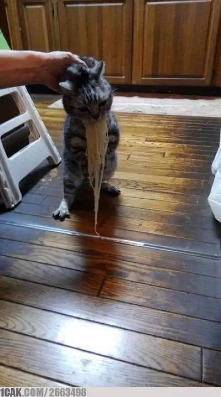 kucing curi makanan 1cak kucing curi makanan 1cak