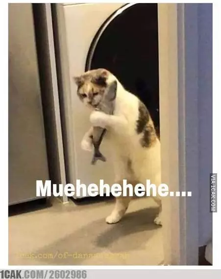 kucing curi makanan 1cak kucing curi makanan 1cak