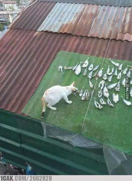 kucing curi makanan 1cak kucing curi makanan 1cak