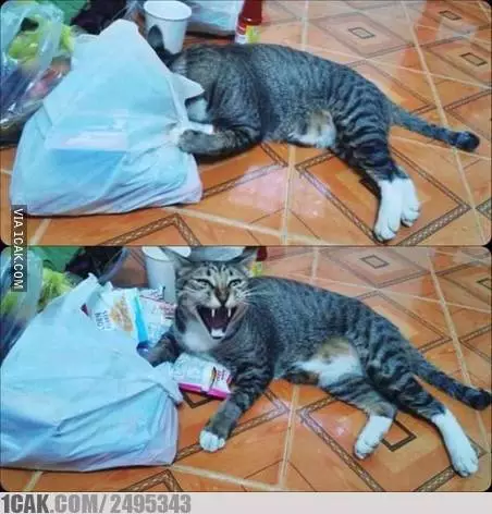 kucing curi makanan 1cak kucing curi makanan 1cak
