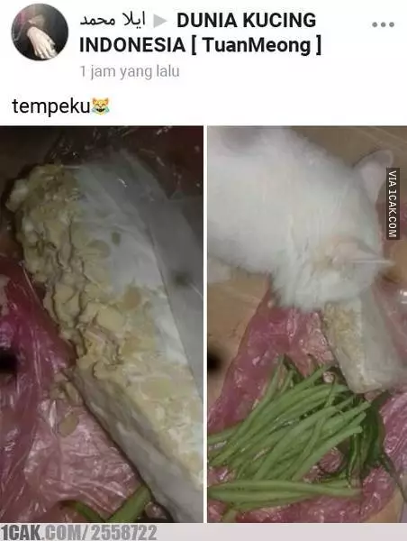 kucing curi makanan 1cak kucing curi makanan 1cak
