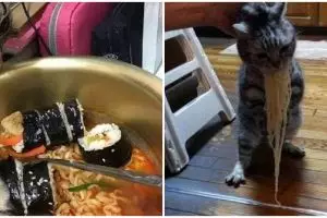 9 Aksi kucing curi makanan ini lucunya bikin ngakak kesal