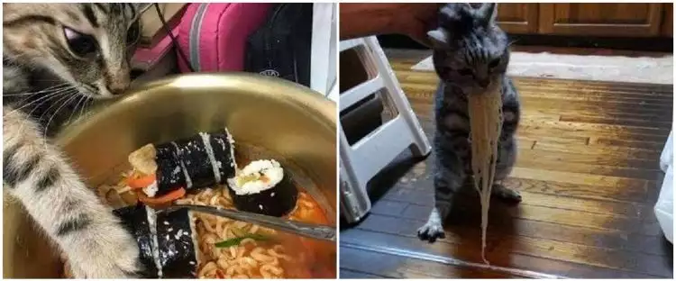 9 Aksi kucing curi makanan ini lucunya bikin ngakak kesal