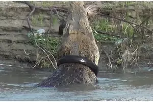 Kisah persahabatan unik buaya berkalung ban dengan warga Palu