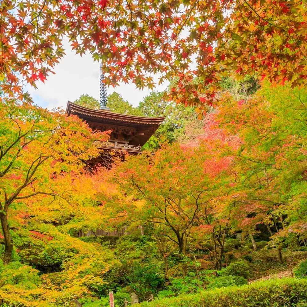 JNTO © 2020 brilio.net JNTO © 2020 brilio.net