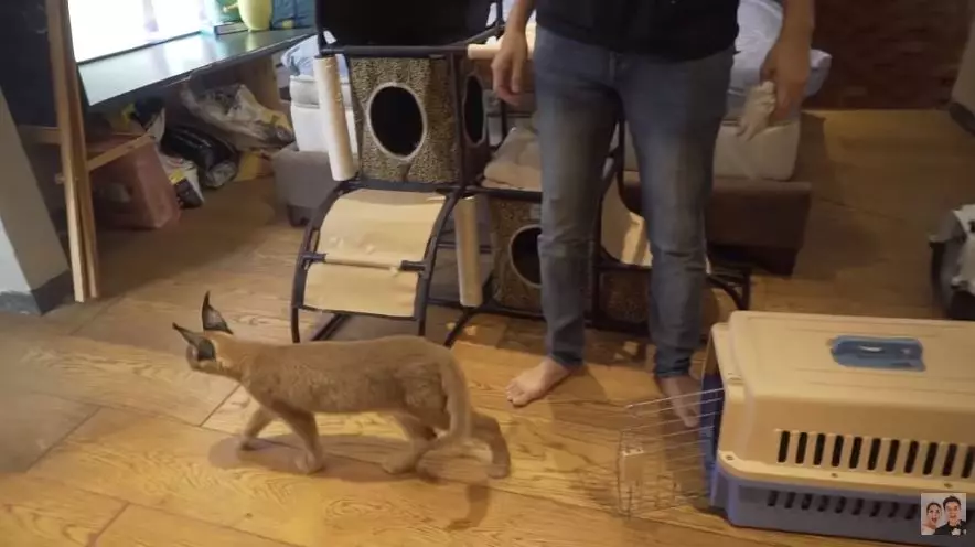 kamar kucing baim © 2020 brilio.net