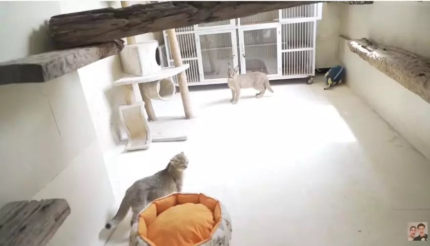 kamar kucing baim © 2020 brilio.net