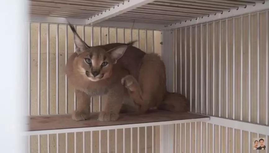 kamar kucing baim © 2020 brilio.net