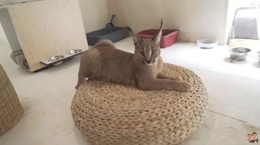 kamar kucing baim © 2020 brilio.net