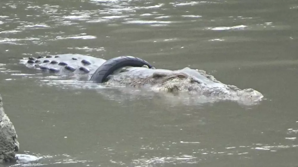 Upaya penyelamatan buaya  liputan6.com  Upaya penyelamatan buaya  liputan6.com